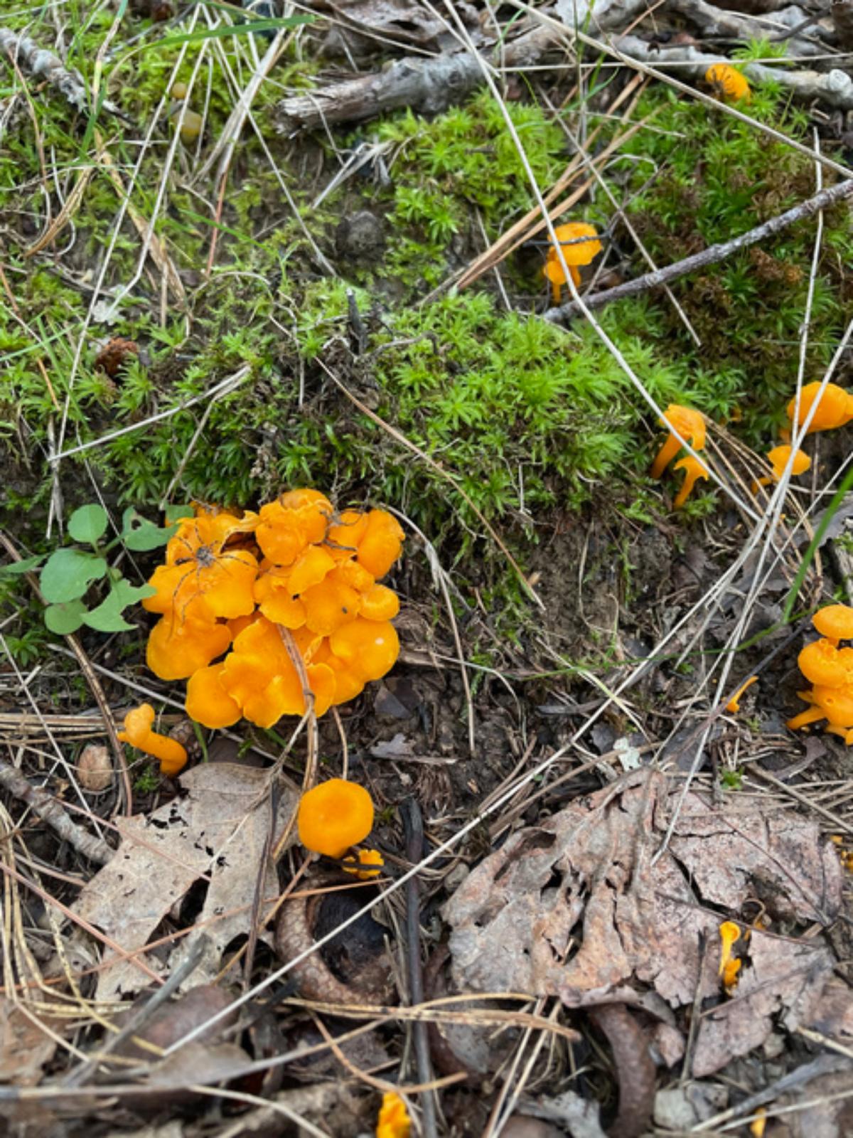 Cantharellus minor