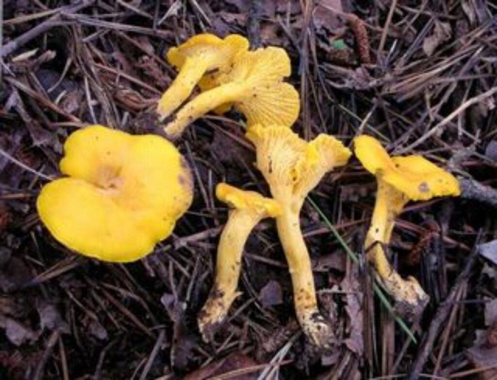Red, White, and Golden Chanterelles of the US Identification Guide