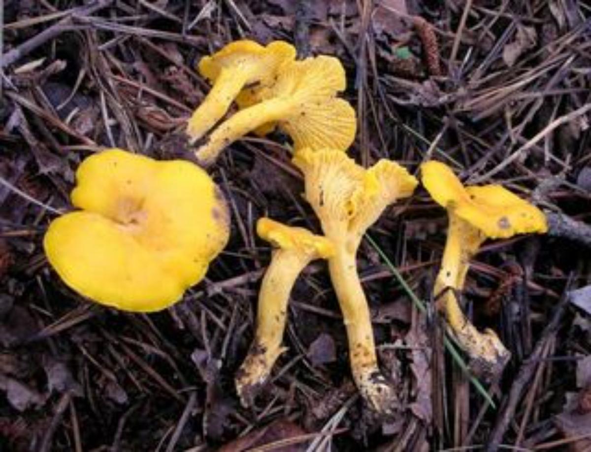 Cantharellus septentrionalis