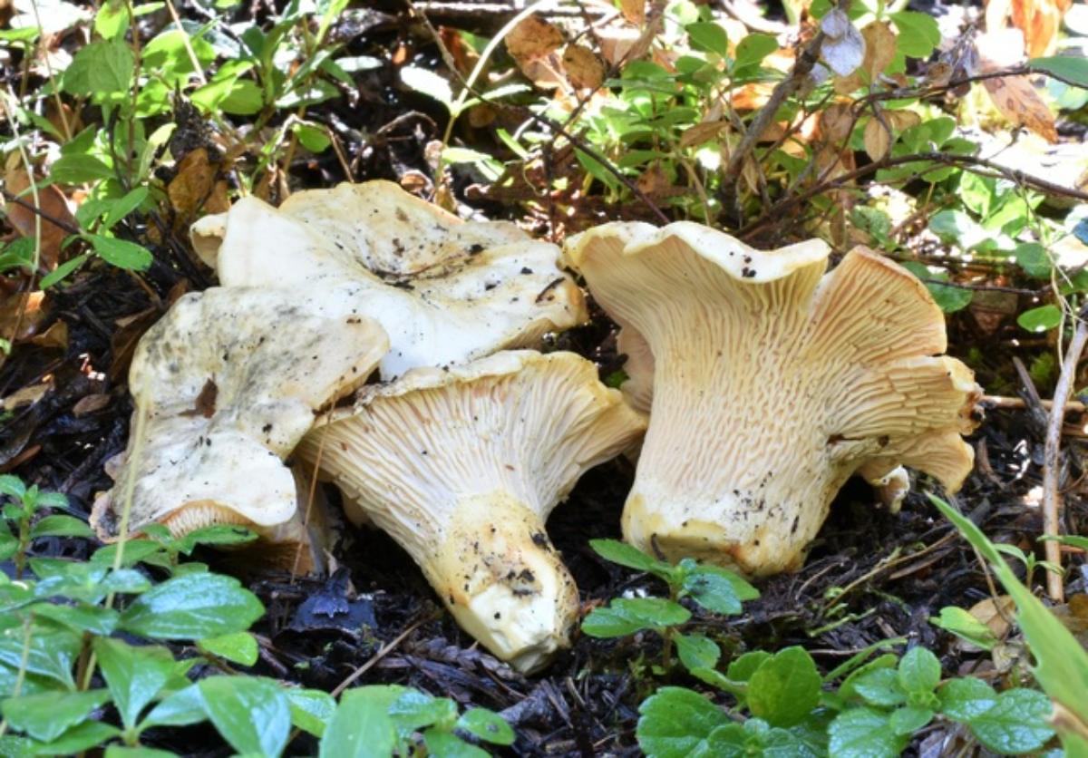 Cantharellus subalbidus