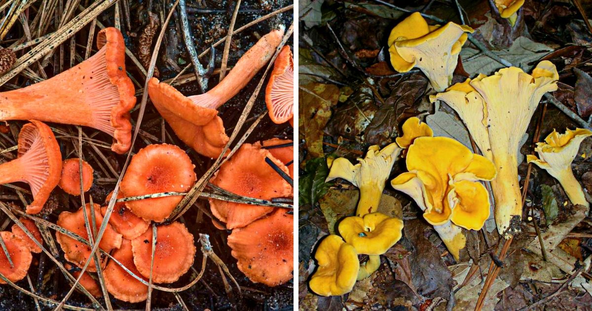 Red, White, and Golden Chanterelles of the US Identification Guide