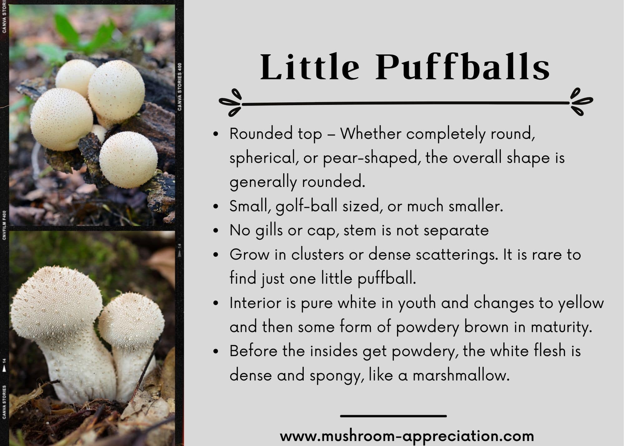 some EXTREMELY useful information for puff shrooms, the photo