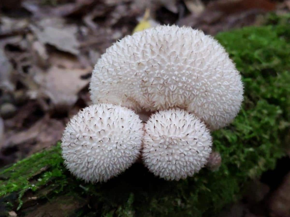 Lycoperdon caudatum