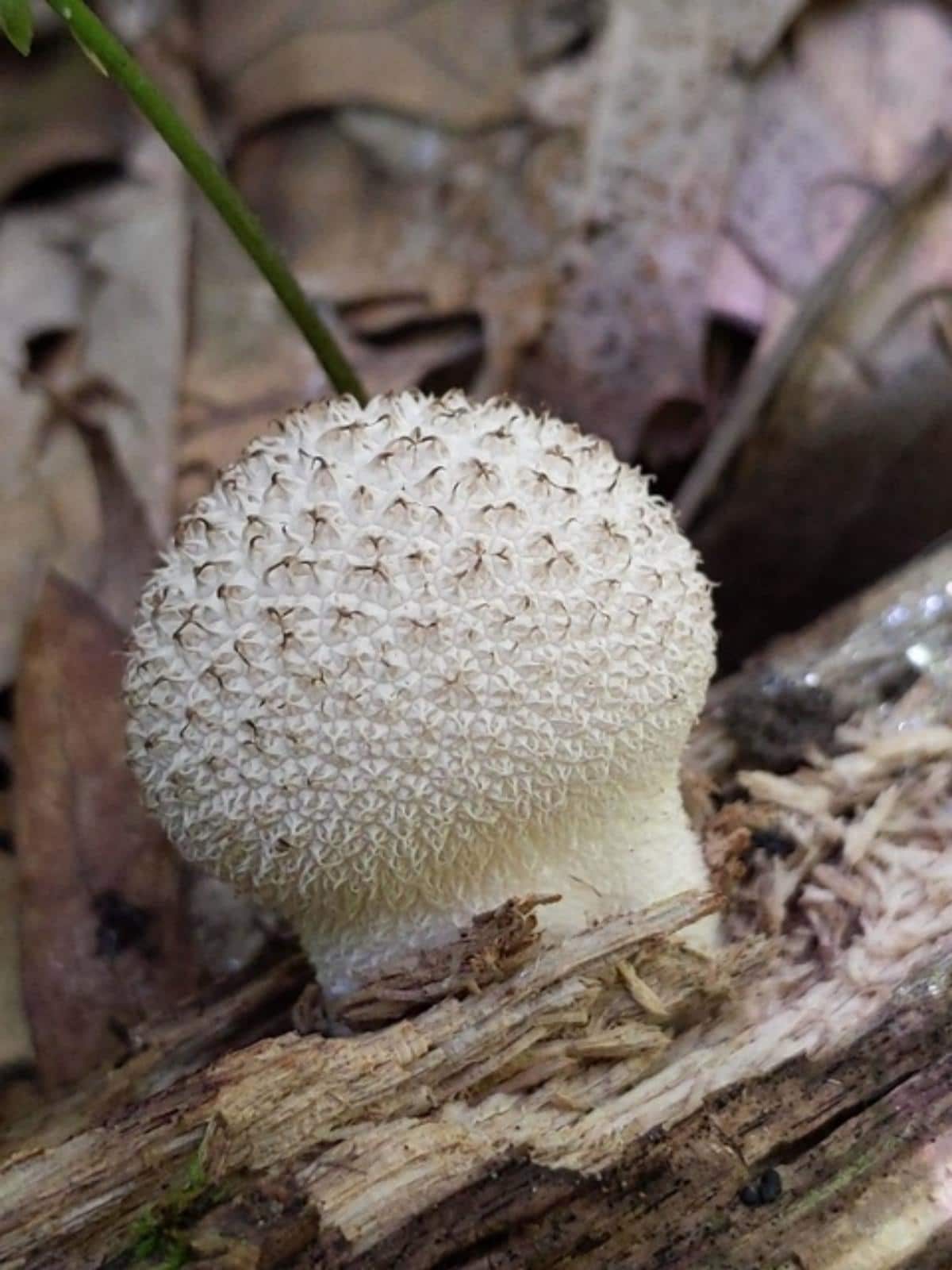 Lycoperdon caudatum