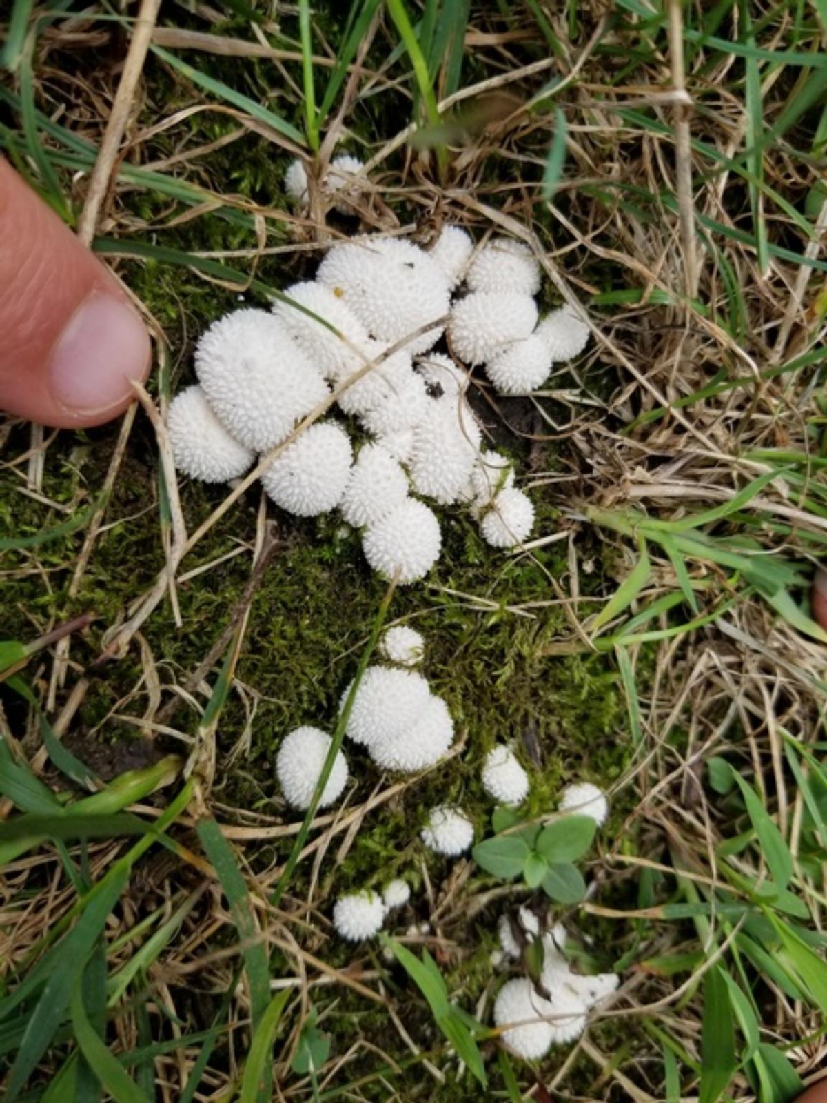 Lycoperdon curtisii