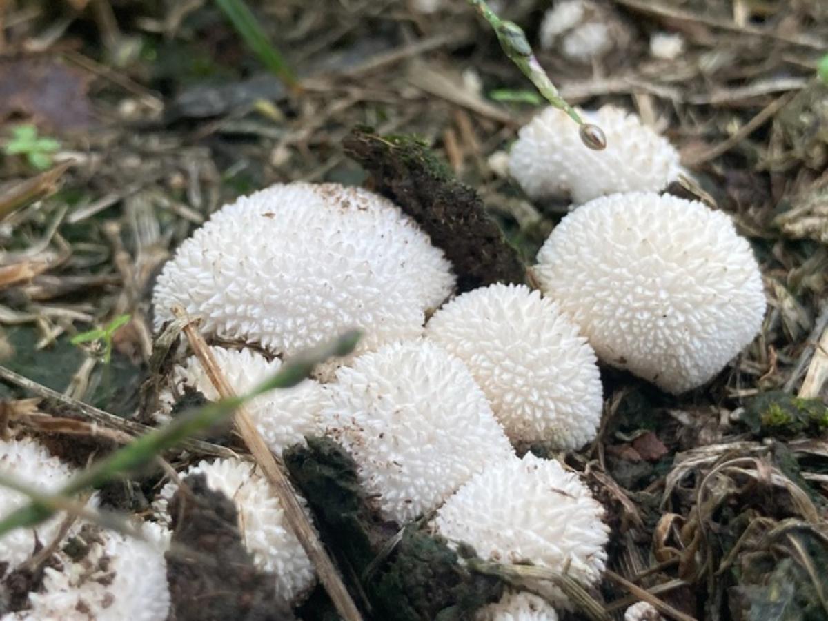 Lycoperdon curtisii