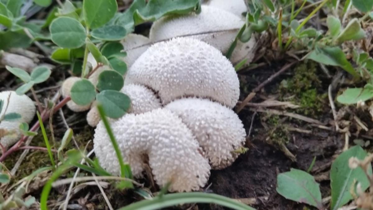 Lycoperdon curtisii