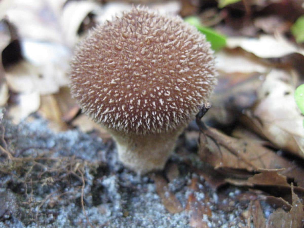 Lycoperdon echinatum