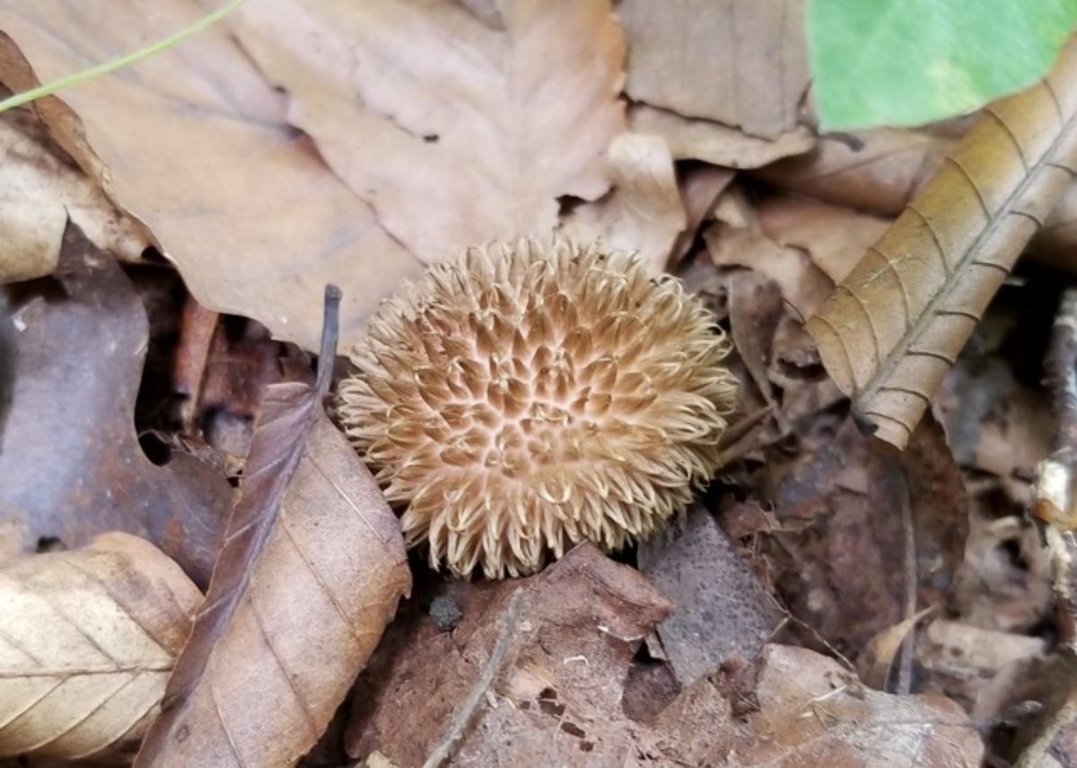 Lycoperdon echinatum