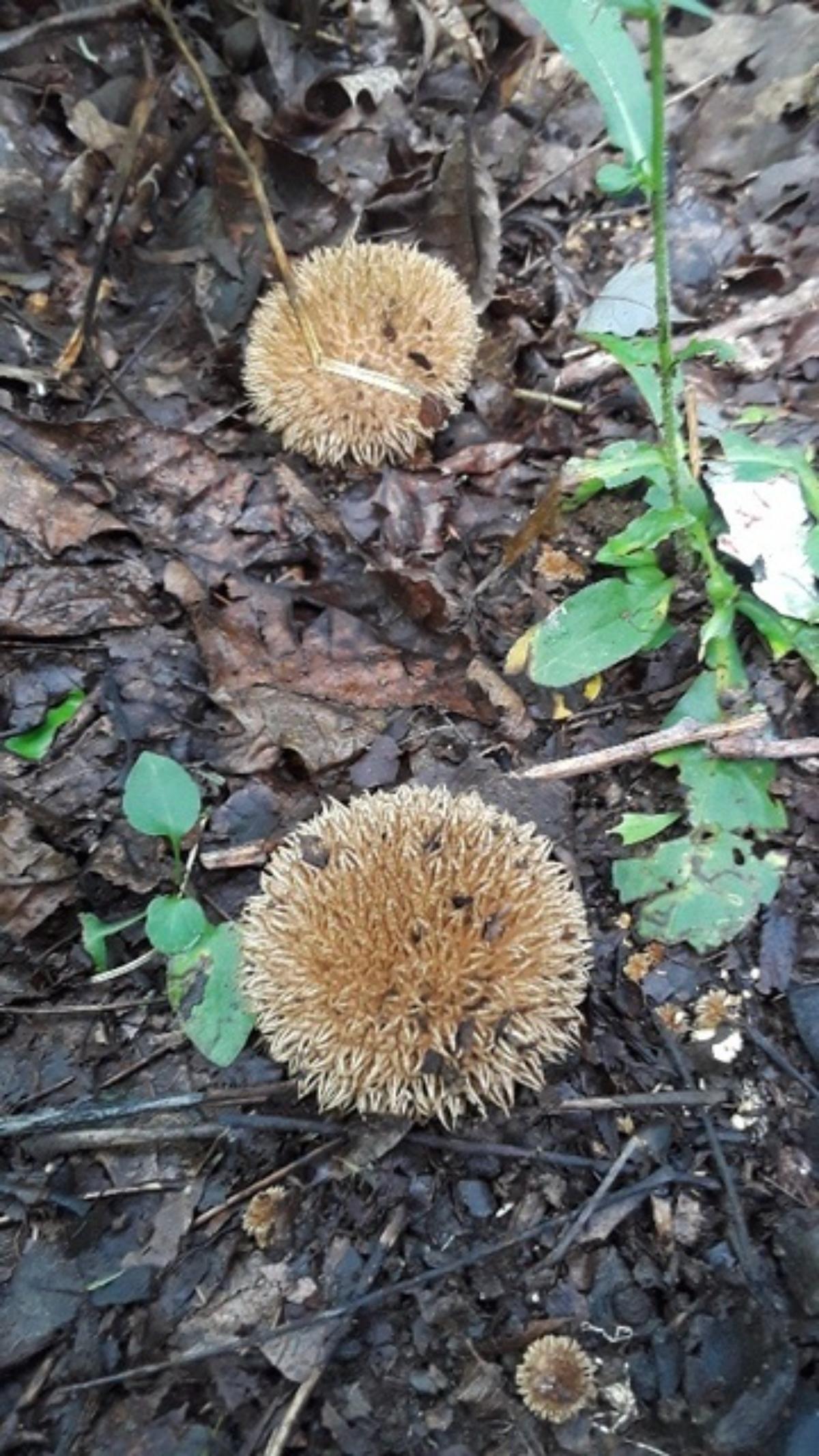 Lycoperdon echinatum