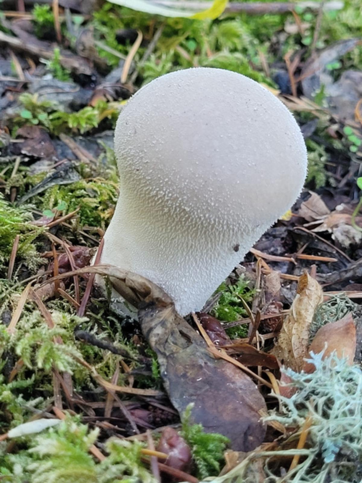 Lycoperdon molle