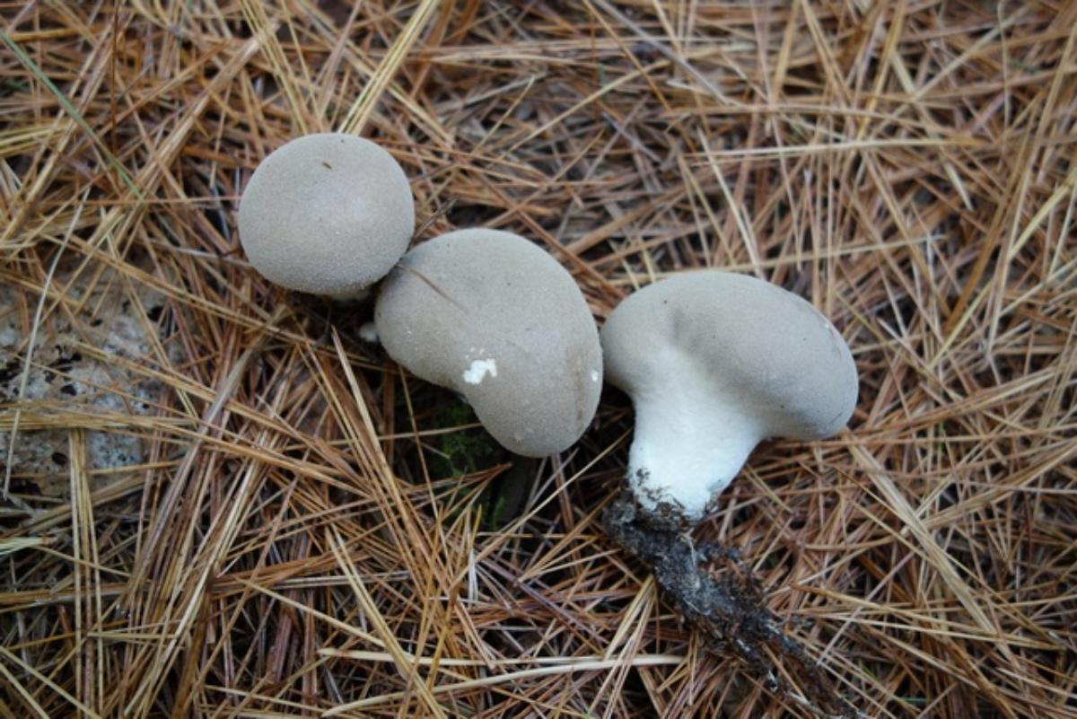 Lycoperdon molle