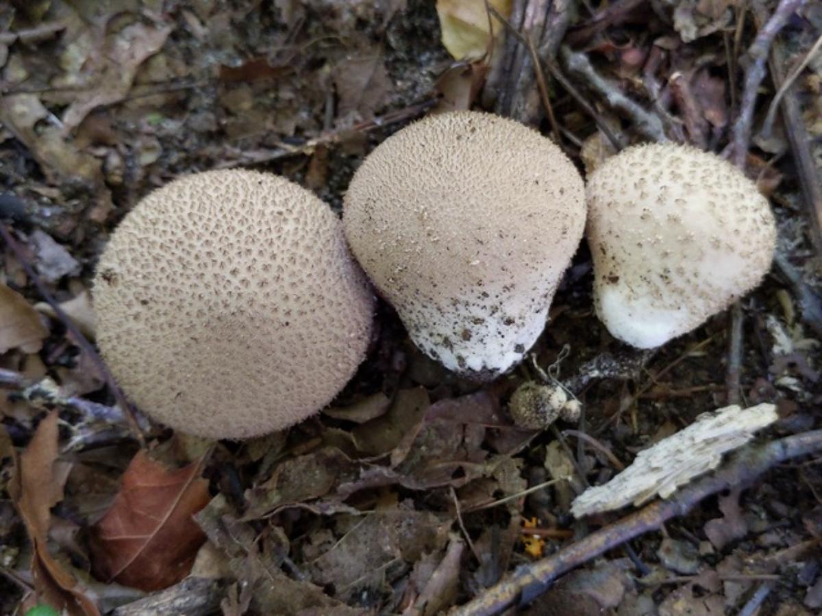 Lycoperdon molle