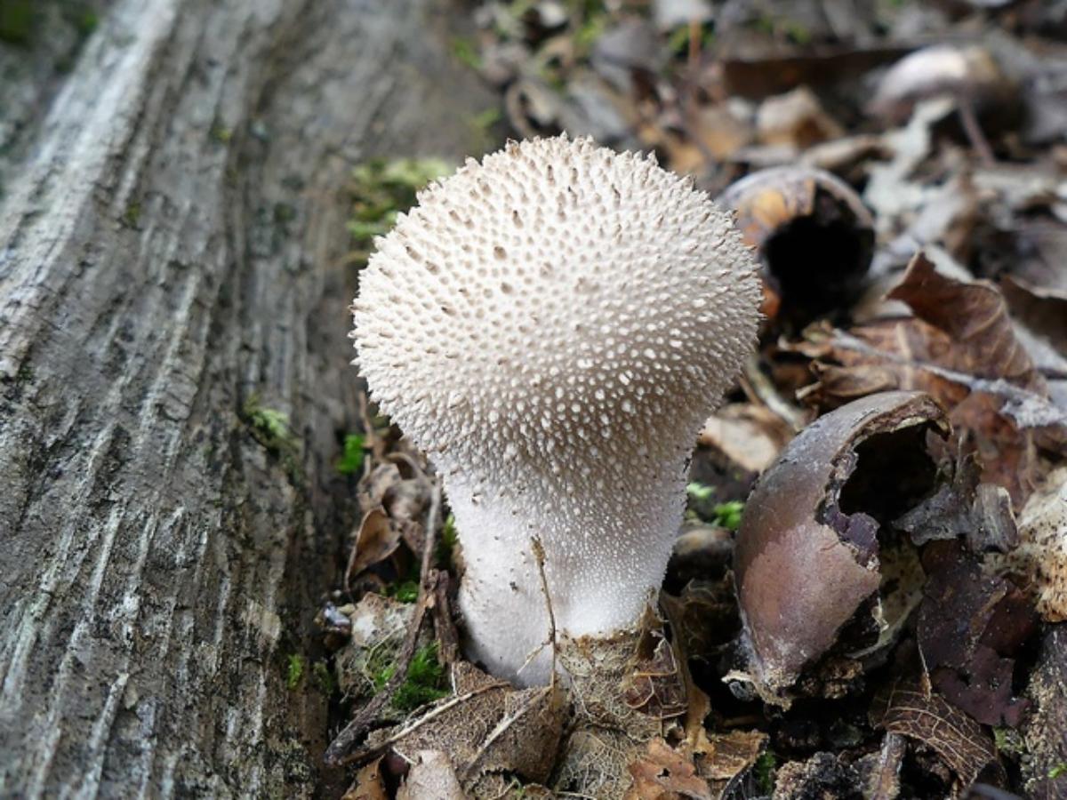 Lycoperdon perlatum, Common Puffball, identification