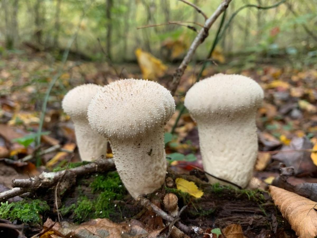 Lycoperdon perlatum