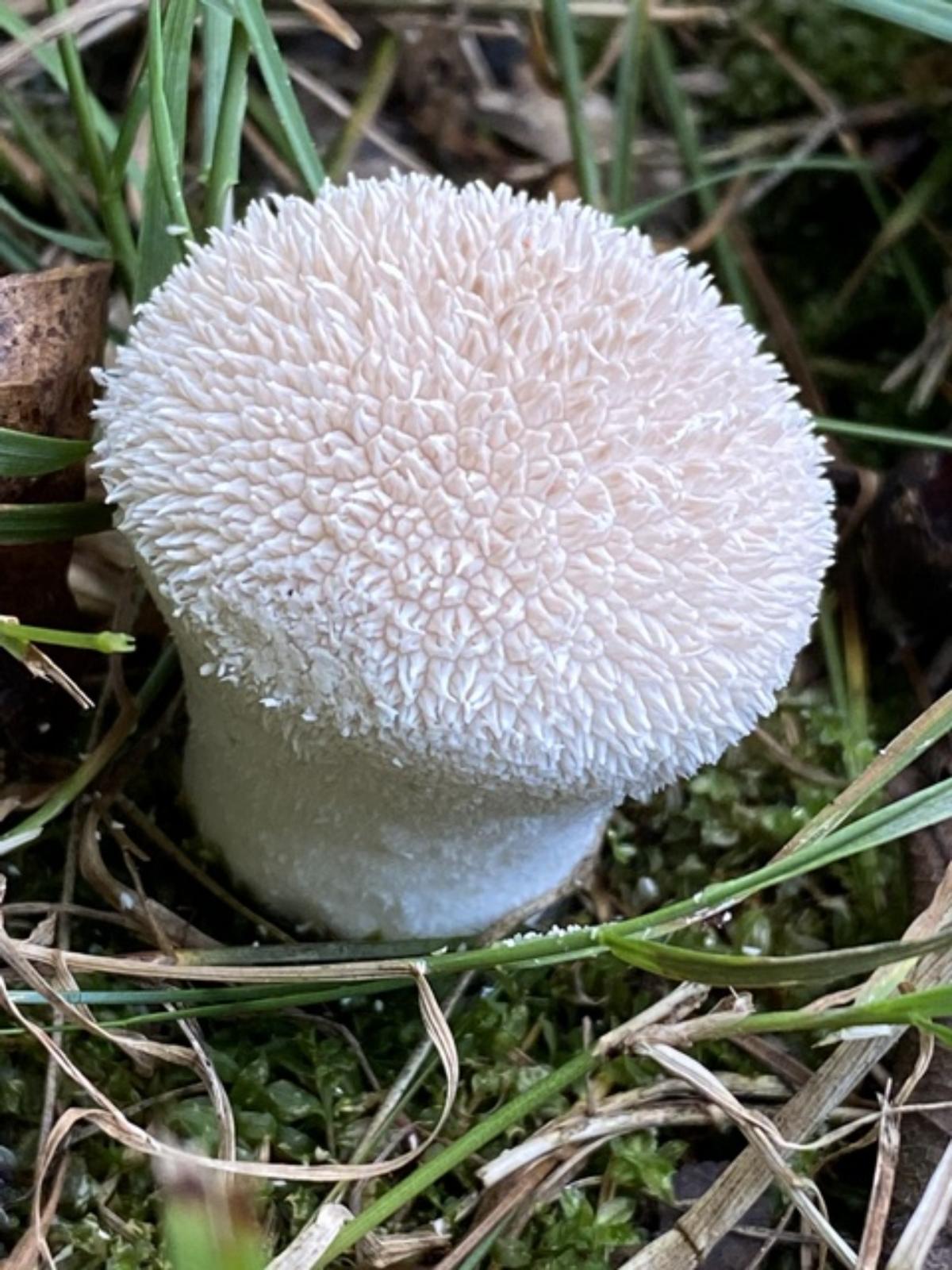 Lycoperdon pulcherriumum