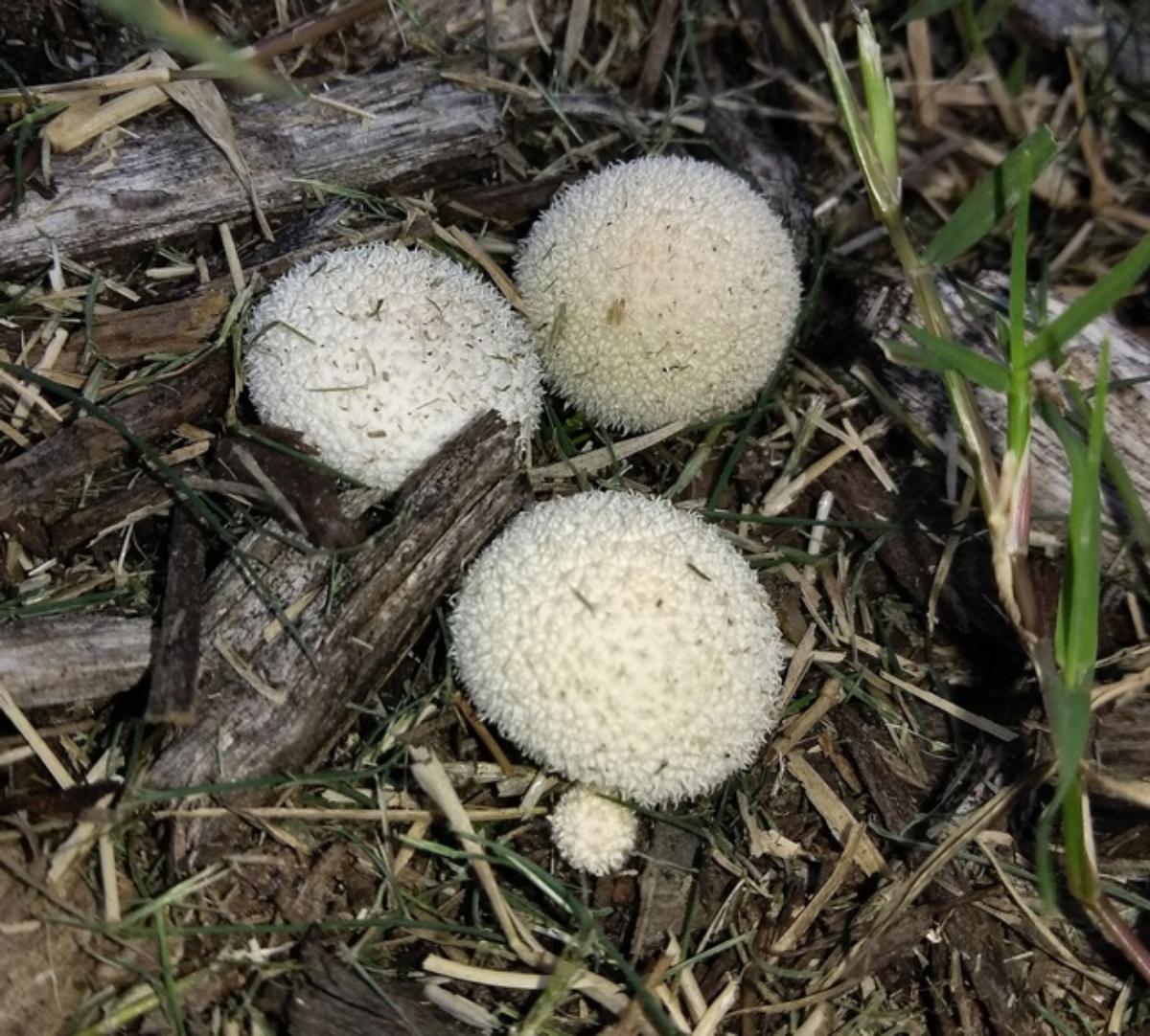 Little Puffball Mushrooms: Identification, Foraging, and Lookalikes -  Mushroom Appreciation