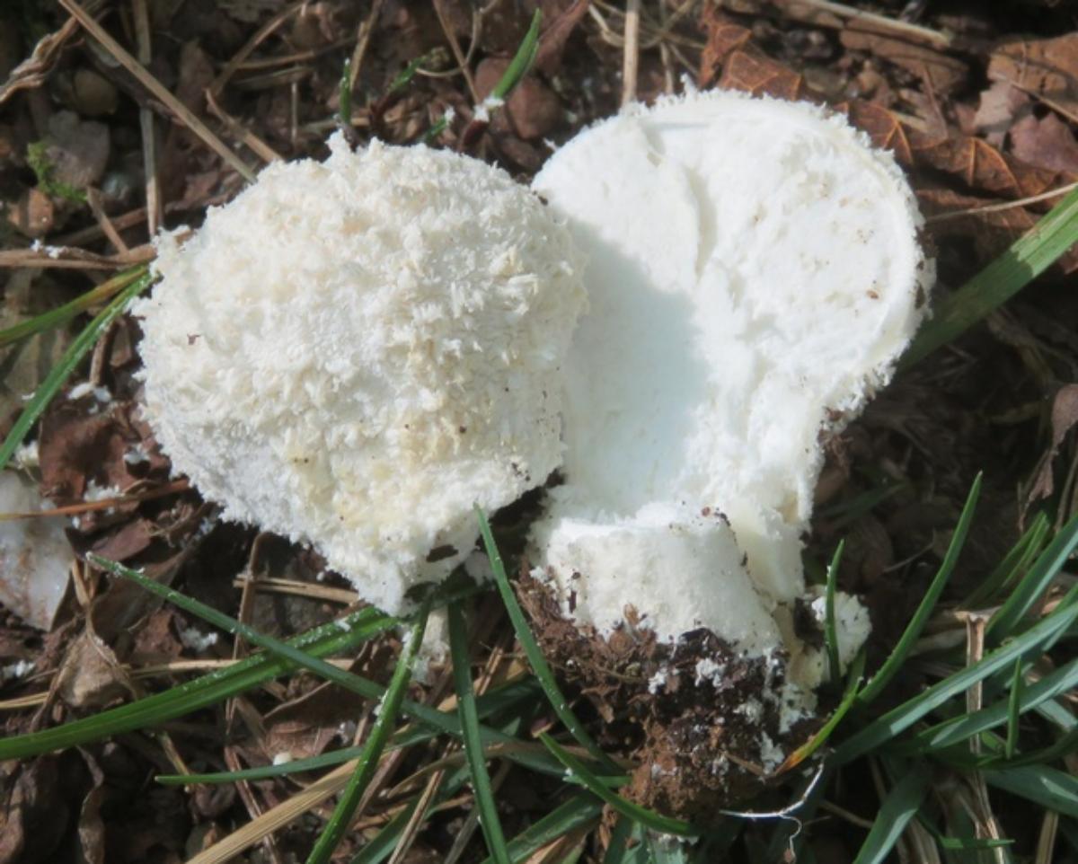 Lycoperdon pulcherriumum