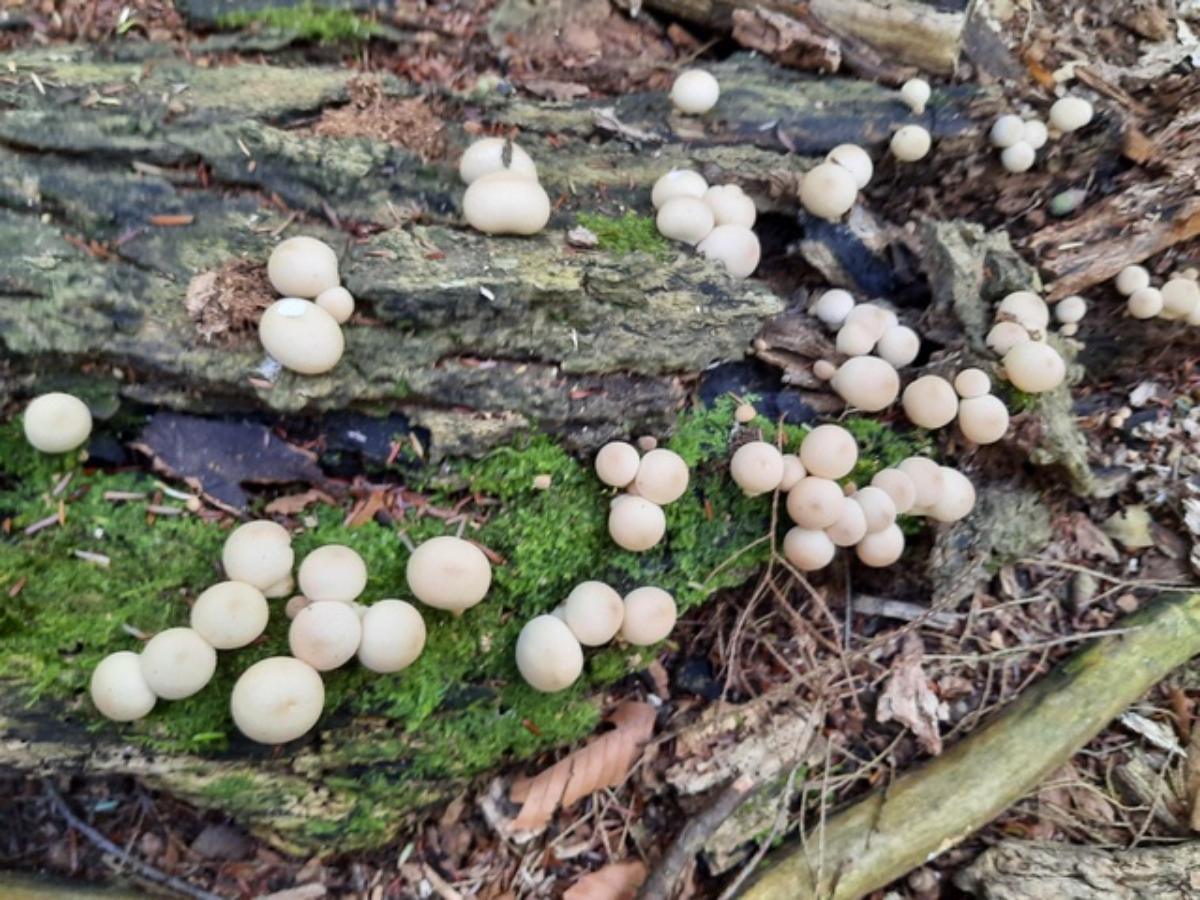 Lycoperdon pyriforme