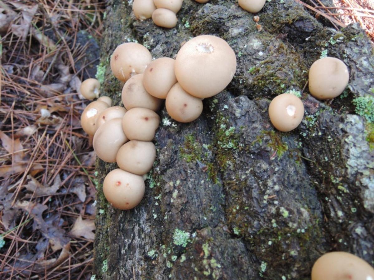 Lycoperdon pyriforme