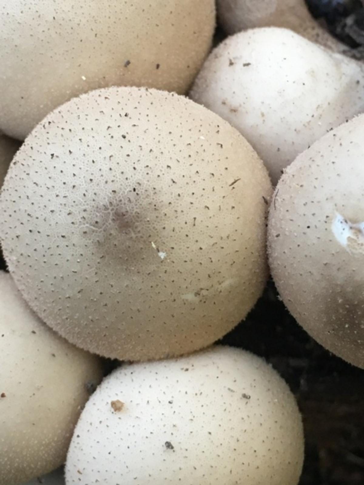 Lycoperdon pyriforme