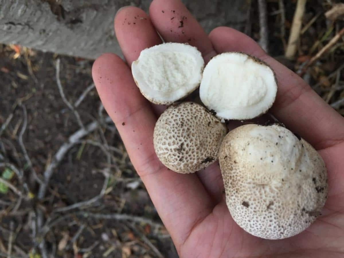 Lycoperdon subcretaceum