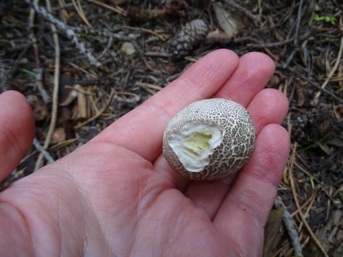 Lycoperdon subcretaceum