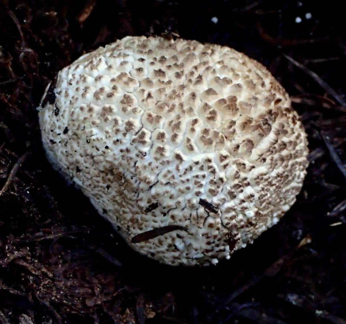 Lycoperdon subcretaceum