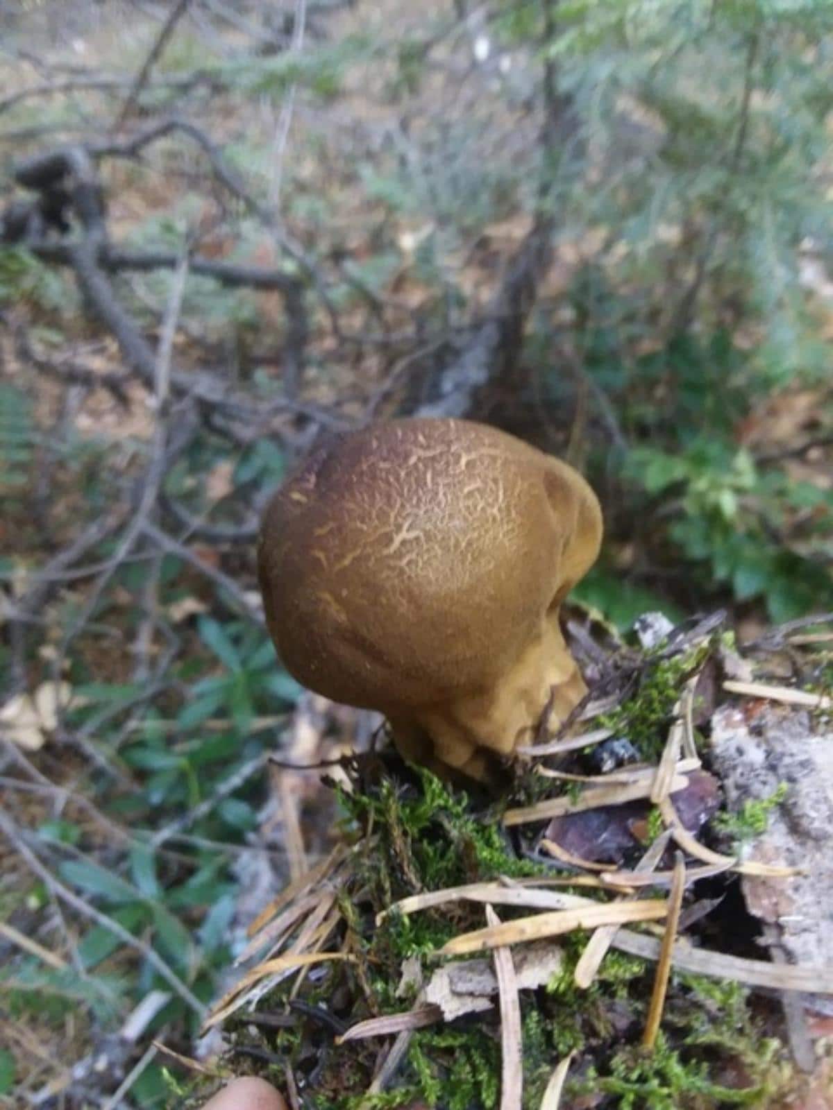 Lycoperdon umbrinum