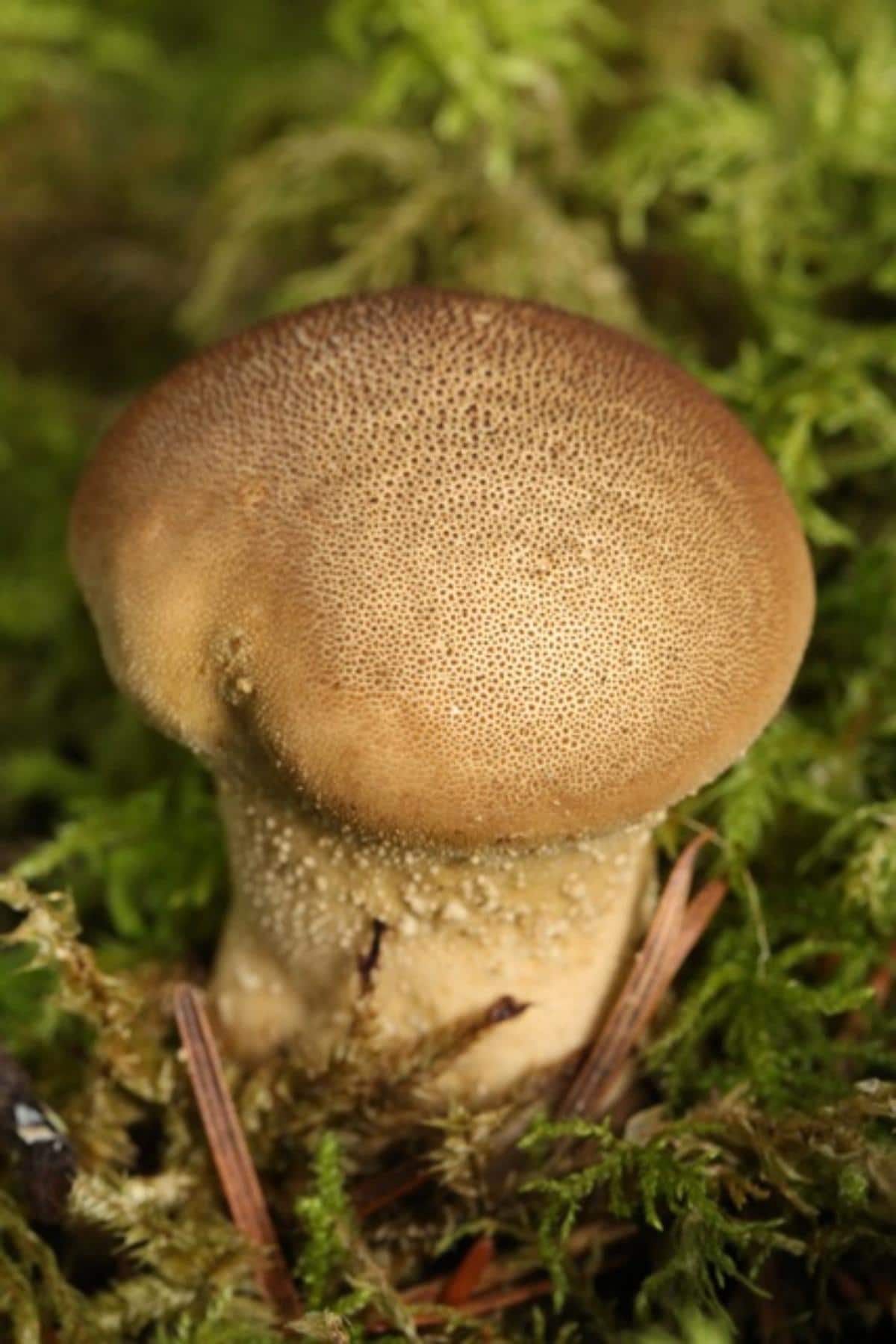 Lycoperdon umbrinum