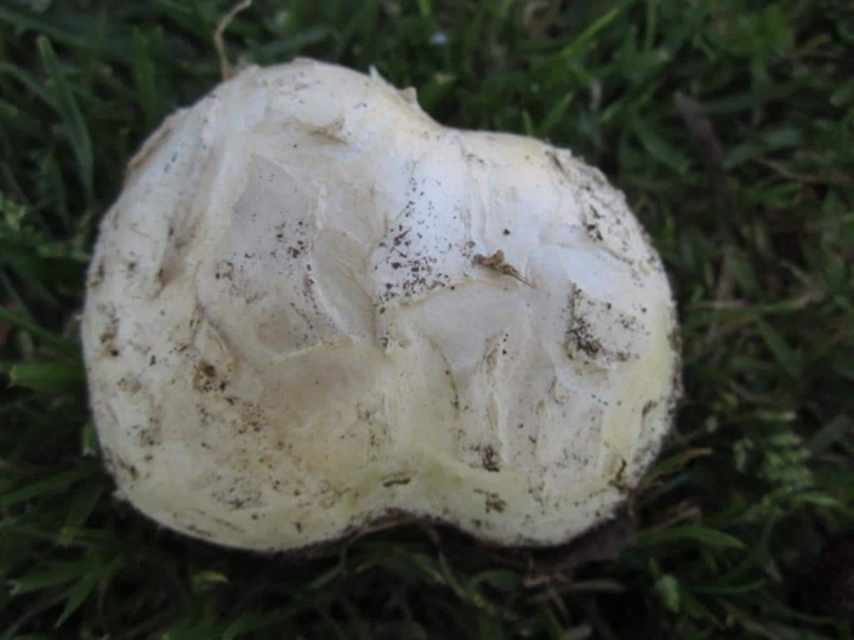 White balls in the Wood! – Common Puffball – The Mushroom Diary – UK Wild  Mushroom Hunting Blog