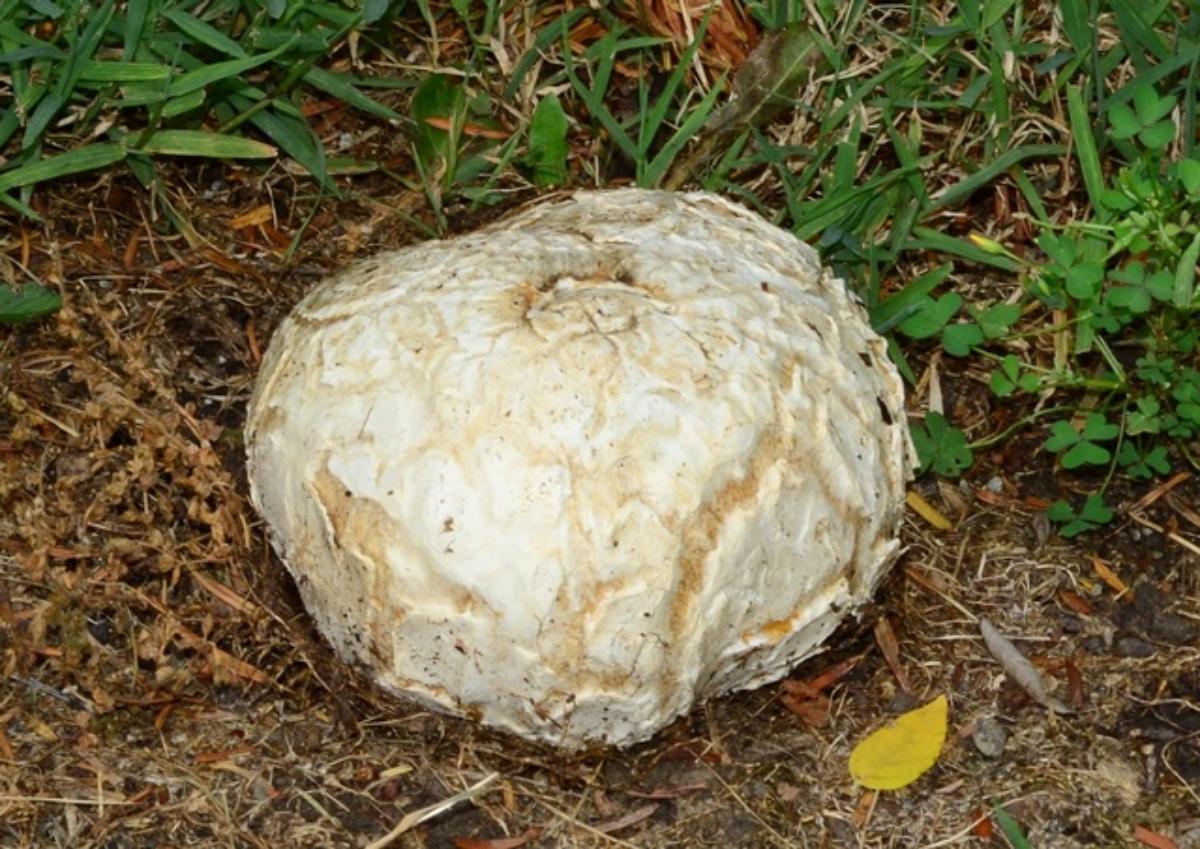 White balls in the Wood! – Common Puffball – The Mushroom Diary – UK Wild  Mushroom Hunting Blog