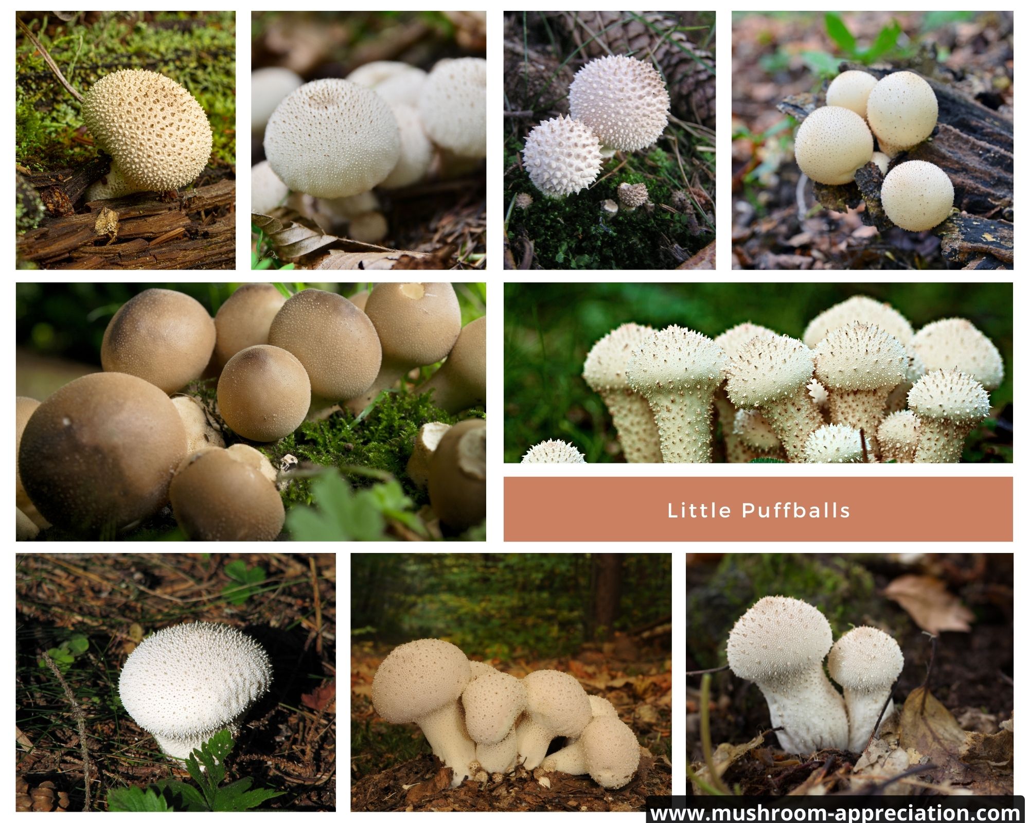 Are these puff balls? : r/Mushrooms