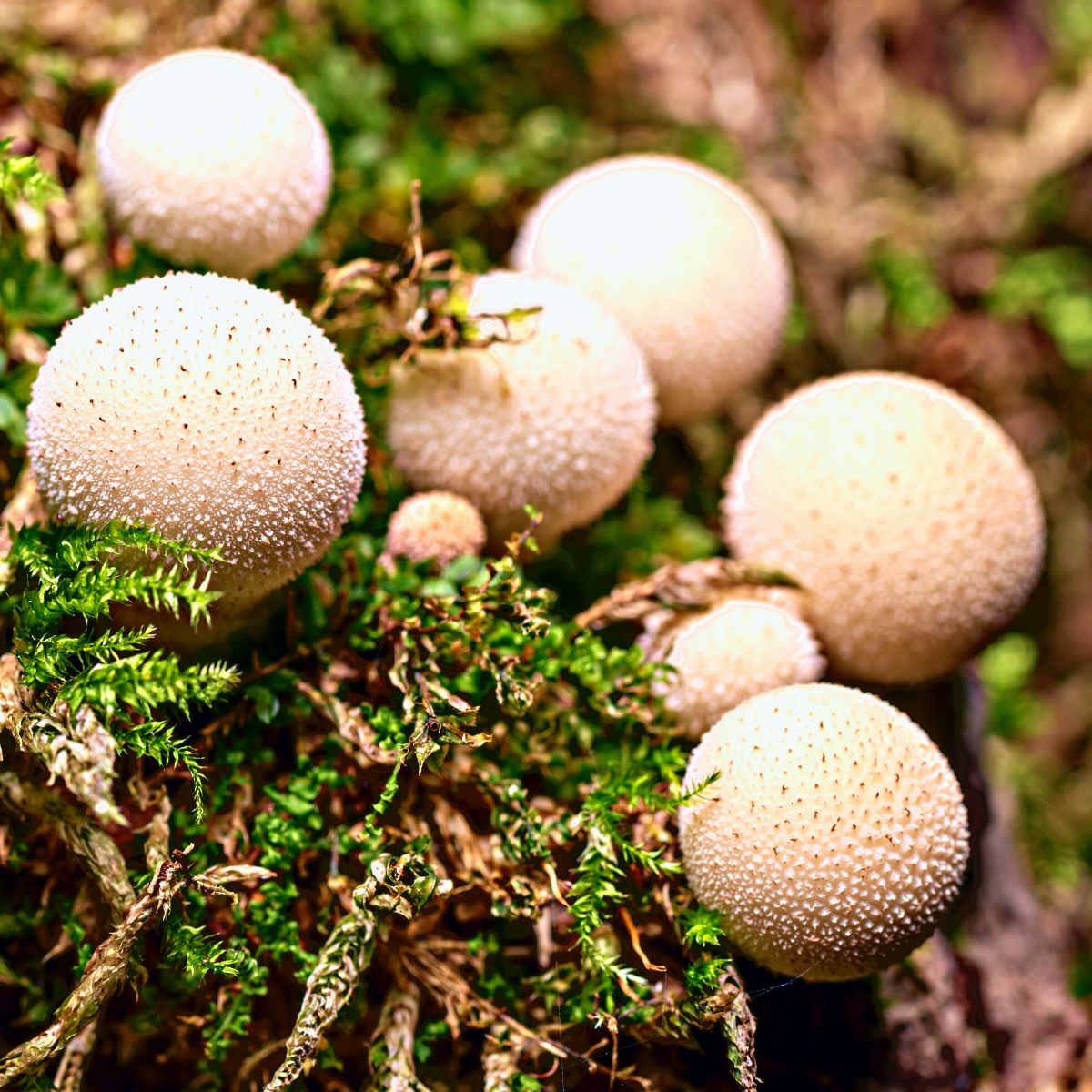 Foraging Puffball Mushrooms -  - Hobbies & Crafts