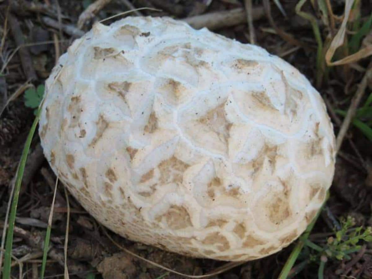 Calvatia booniana puffball growing alone