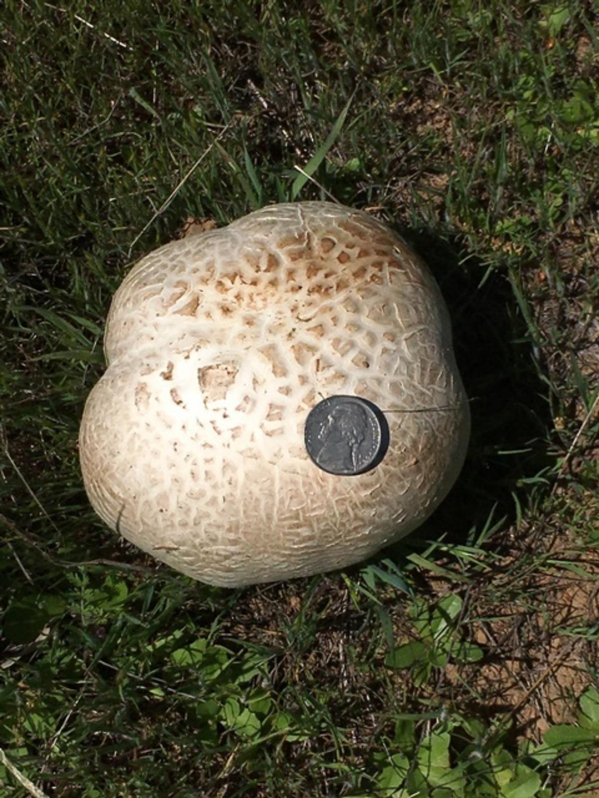 Calvatia booniana with nickel on top to show size
