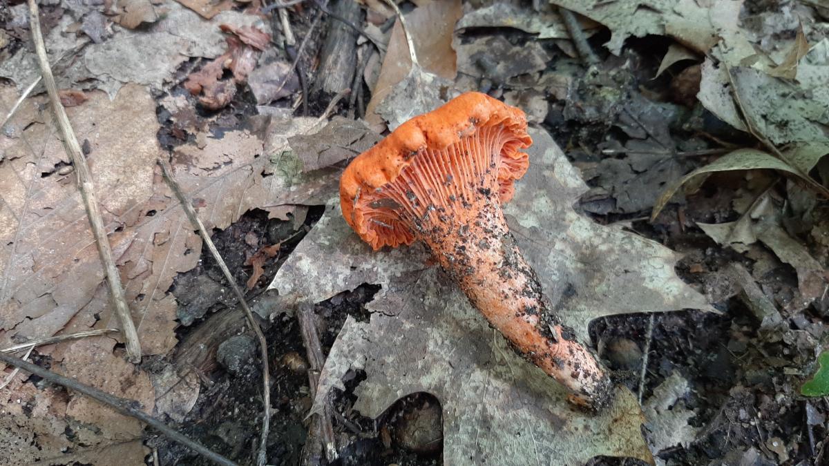 cinnabar chanterelle