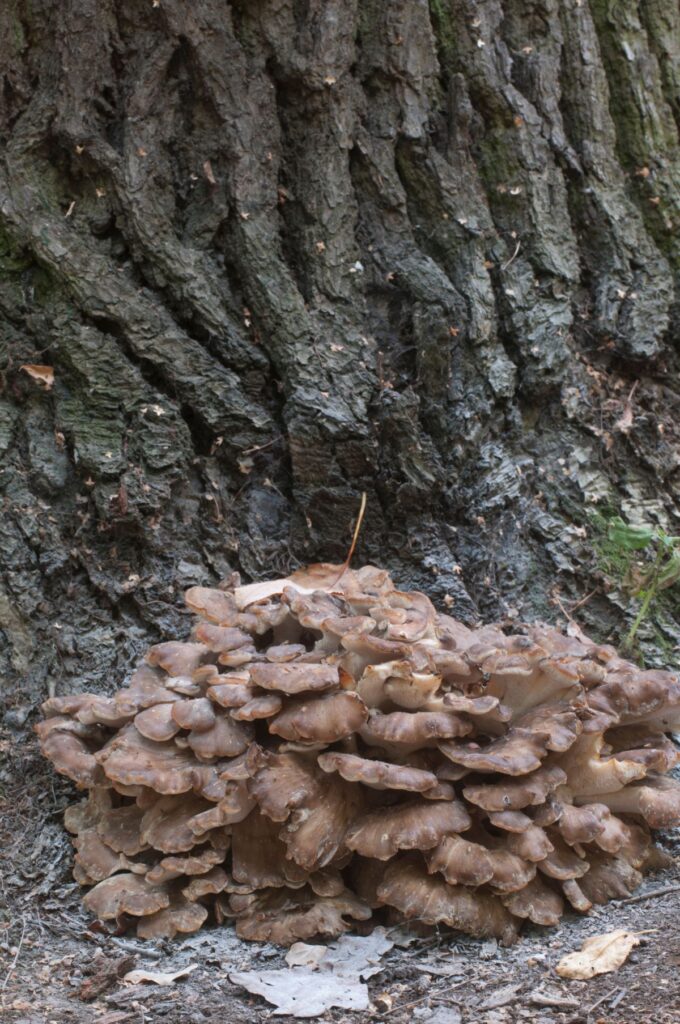 The Maitake Mushroom Identification, Foraging, Lookalikes Mushroom