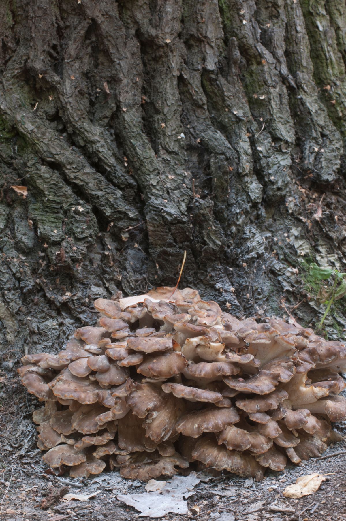 large maitake at base of tree