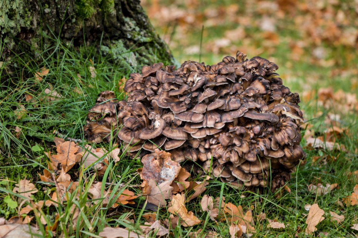 massive hen of the woods