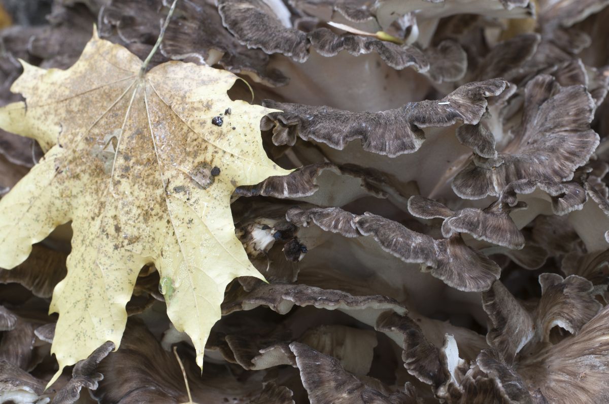 close up maitake fronds