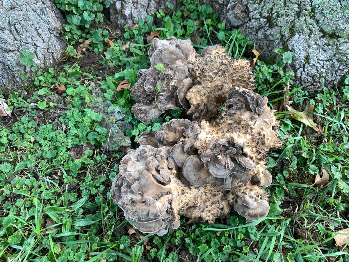 hen of the woods on the ground