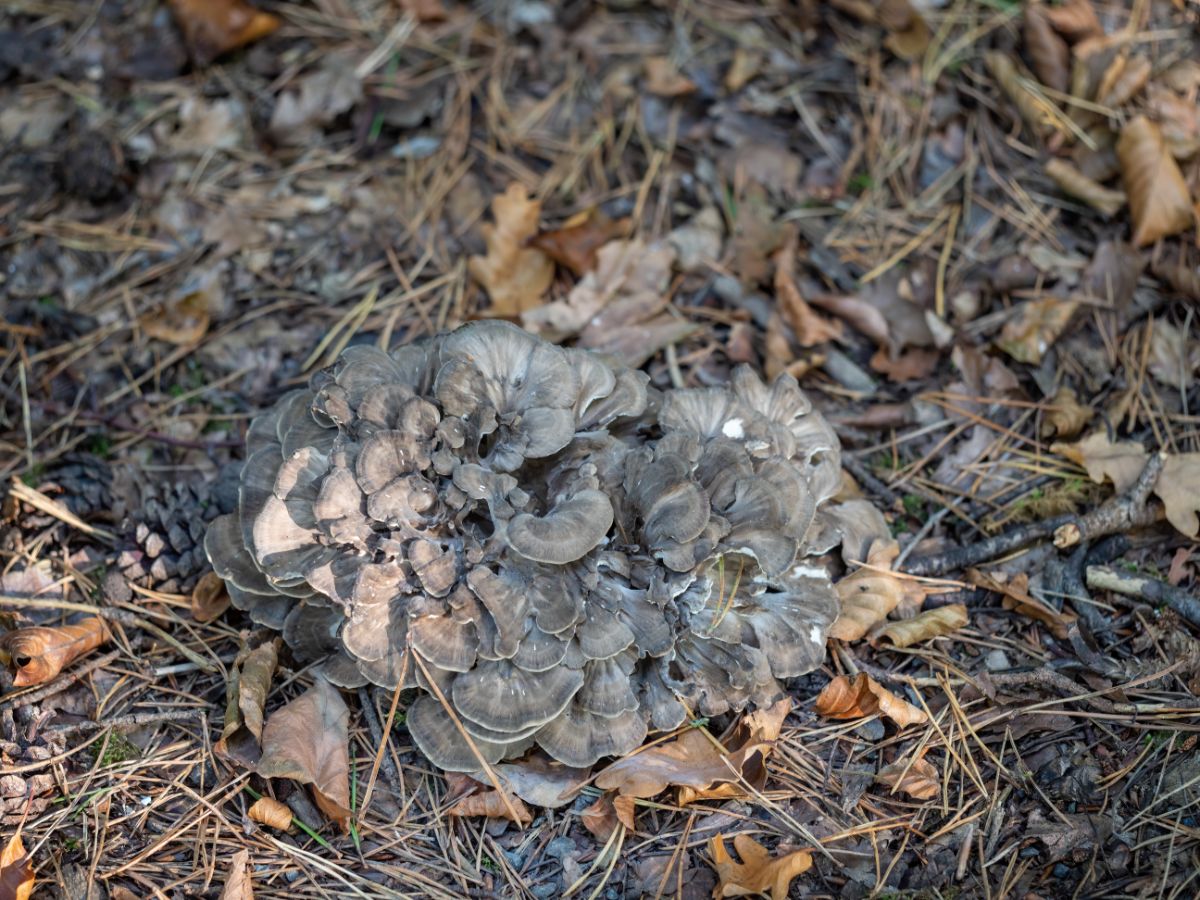 maitake mushroom blends in with forest floor