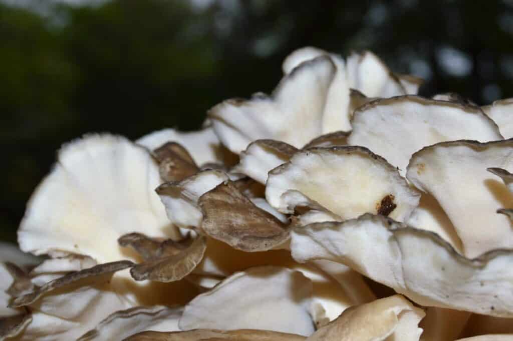 The Maitake Mushroom Identification, Foraging, Lookalikes Mushroom