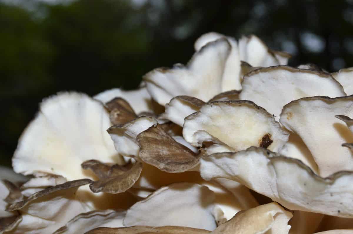 white underside of hen of the woods