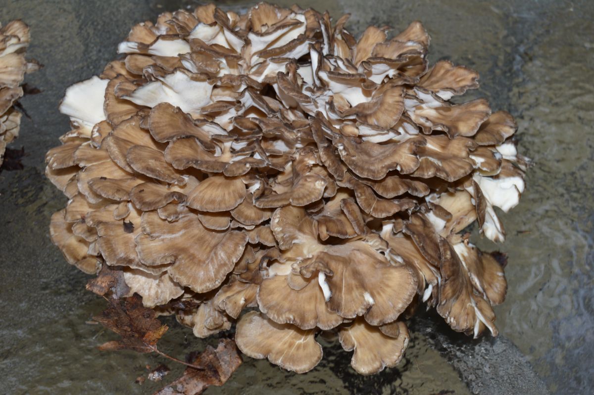 giant maitake mushroom