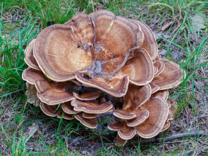 The Maitake Mushroom Identification, Foraging, Lookalikes Mushroom