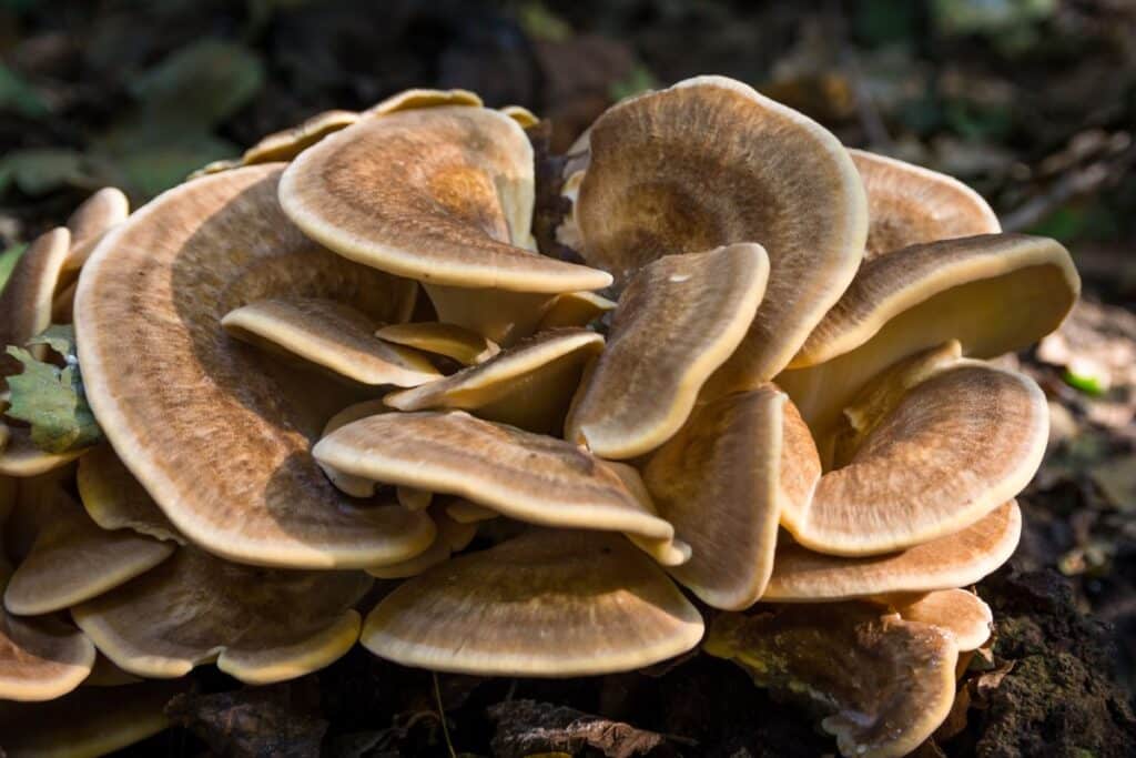 The Maitake Mushroom Identification, Foraging, Lookalikes Mushroom