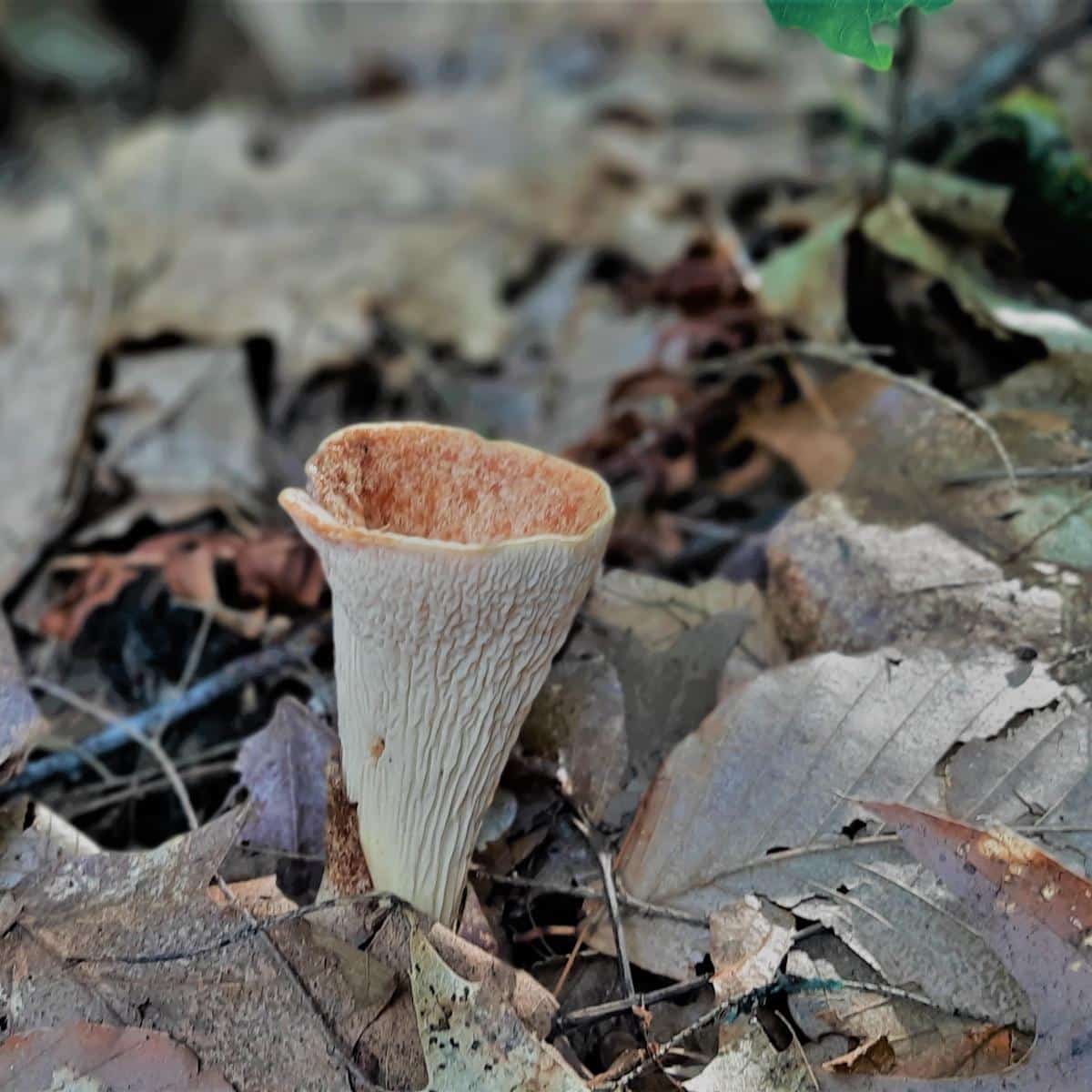 young scaly vase mushroom