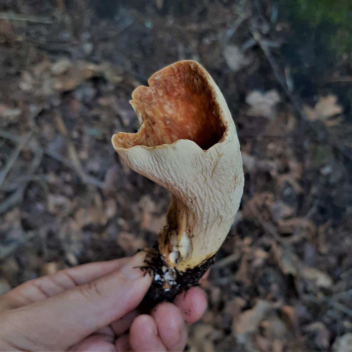 scaly vase mushroom in hand